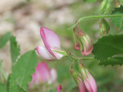 Ononis rotundifolia