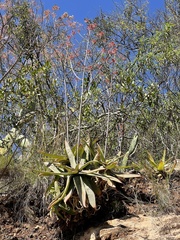 Aloe branddraaiensis