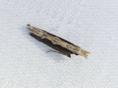 Hypatima spathota