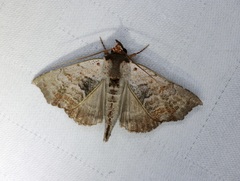 Hyperlopha compactilis