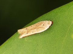 Mesophleps