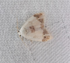 Neoduma kuangtungensis