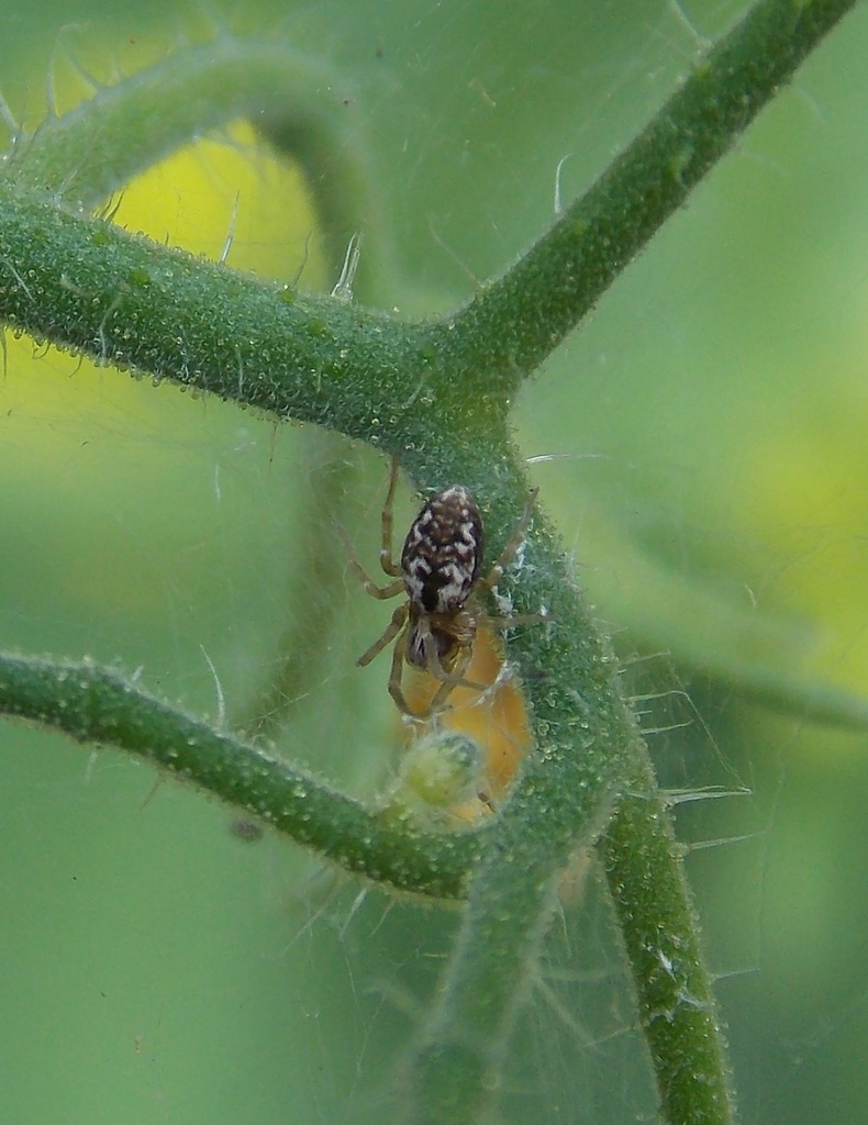 Emblyna altamira