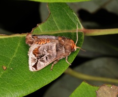Phlossa conjuncta