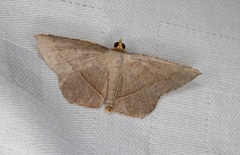 Plesiomorpha flaviceps