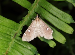 Protonoceras capitalis