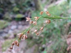 Luzula forsteri