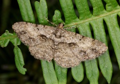 Psilalcis galsworthyi