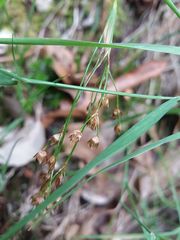 Luzula forsteri