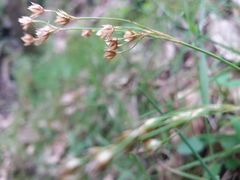 Luzula forsteri