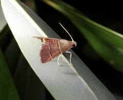 Stemmatophora flavicaput