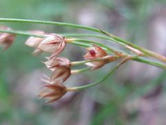 Luzula forsteri