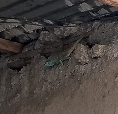 Acanthocercus annectans