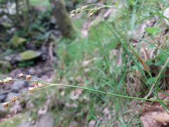 Luzula forsteri