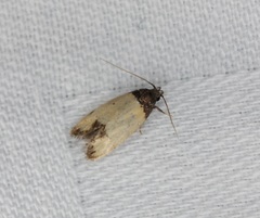 Tyrolimnas anthraconesa