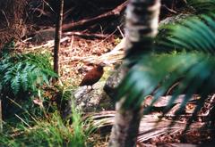 Gallirallus sylvestris