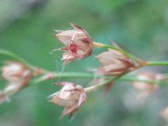 Luzula forsteri