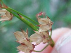Luzula forsteri