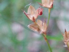 Luzula forsteri