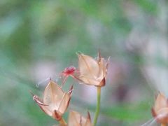 Luzula forsteri