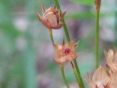 Luzula forsteri