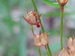 Luzula forsteri