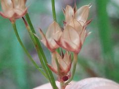 Luzula forsteri