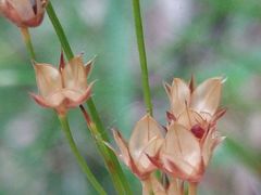 Luzula forsteri