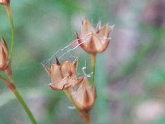Luzula forsteri