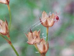 Luzula forsteri