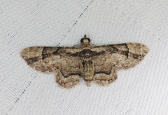 Gymnoscelis tristrigosa