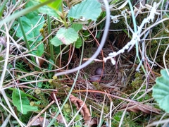 Emberiza schoeniclus