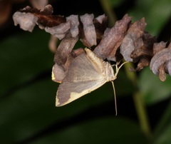 Nothomiza flavicosta