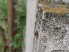 Menemerus bivittatus