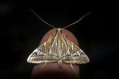 Agrioglypta