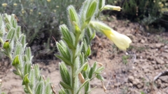 Onosma pseudoarenaria