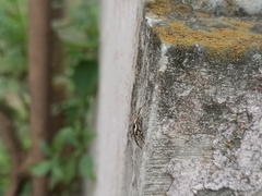 Menemerus bivittatus