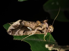 Plusiopalpa adrasta