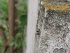 Menemerus bivittatus