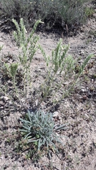 Onosma pseudoarenaria