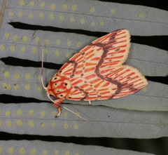 Barsine striata