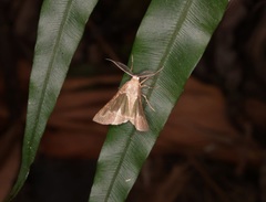 Celenna festivaria