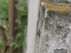 Menemerus bivittatus