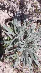 Onosma pseudoarenaria