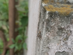 Menemerus bivittatus