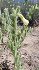 Onosma pseudoarenaria