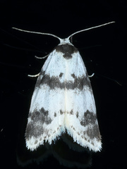 Thallarcha sparsana