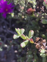 Lampranthus pauciflorus