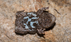 Pseudophryne bibronii