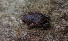 Pseudophryne bibronii